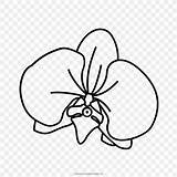 Orchidea Cattleya Orchidee Orchids Schilleriana Orchid Pngegg Pngwing Stampare sketch template