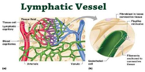 Lymphatic Vessel Assignment Point – Inexuvenu