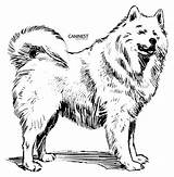 Samoyed Draw Onlinelabels sketch template