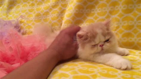 my persian kitten enjoy his massage youtube