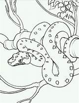 Snake Coloring Pages Printable sketch template
