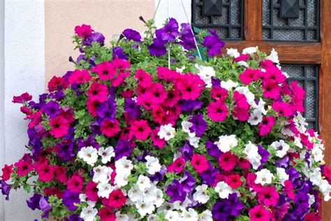 5 Simple Tips To Keep Hanging Baskets Beautiful All Summer Long