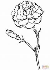 Carnation Coloring Drawing Pages Flower Carnations Farran Printable Flowers Simple Outline Clipart Yellow Drawings sketch template