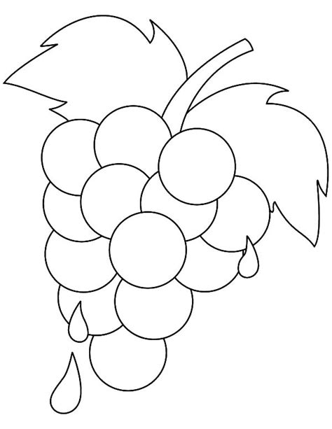 small grapes coloring page native varieties   grape