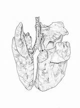 Alveoli Lungs Sketch sketch template