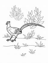 Coloring Pages Pheasant Colorkid Bažant Birds Bird Pinu Zdroj Cz Google Obrázku Výsledek Omalovánka Pro sketch template