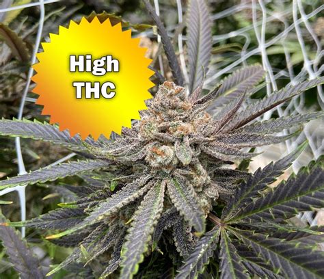 high thc cannabis seeds  sale   bud seeds