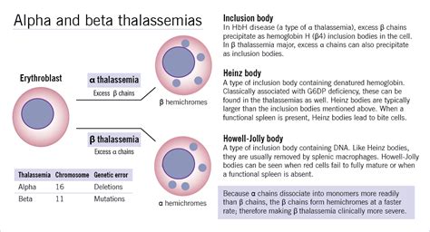 thalassemia causes symptoms treatment thalassemia