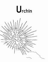Urchin Whitney Lois Stinging Printable sketch template