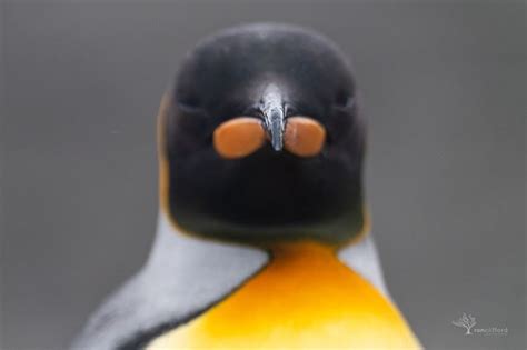 nose  big  resting king penguin  wanted  shot   beak