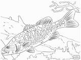 Coloring Bass Fish Pages Guadalupe Fishing Freshwater Walleye Largemouth Striped Spotted Drawing Trout Printable Kids Basses Arapaima Brook Big Colouring sketch template