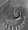 Afbeeldingsresultaten voor Atlanta echinogyra Anatomie. Grootte: 97 x 104. Bron: tolweb.org