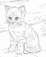 Coloring Kitten Cute Pages Printable Cats Categories sketch template