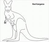 Kangaroo Coloring Pages Color Animal Kids Library sketch template