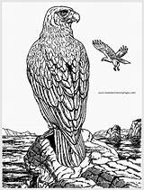 Printable Animals Aigle Coloriages Ko sketch template