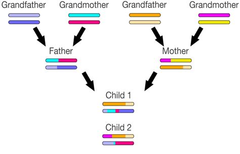 genetic genealogy  gedmatch  absolute beginners guide
