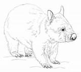 Wombat Coloring Drawing Printable Draw Pages Wombats Supercoloring Animals Hairy Kids Nosed Craft Animal Realistic Outline Step Drawings Sketches Australian sketch template