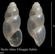 Afbeeldingsresultaten voor "hyala Vitrea". Grootte: 190 x 185. Bron: www.marinespecies.org