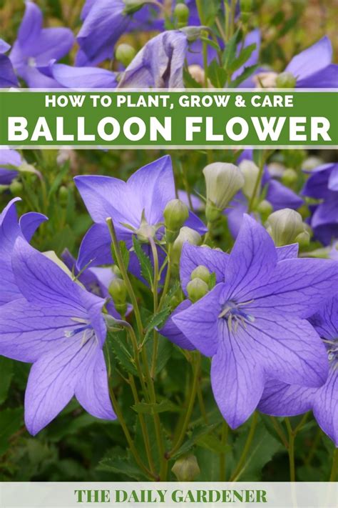 balloon flower how to plant grow and care