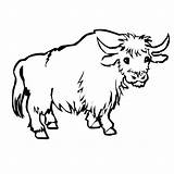 Yak Coloring Draw Coloriage Pages Animal Google Animaux Choisir Tableau Un Ca sketch template