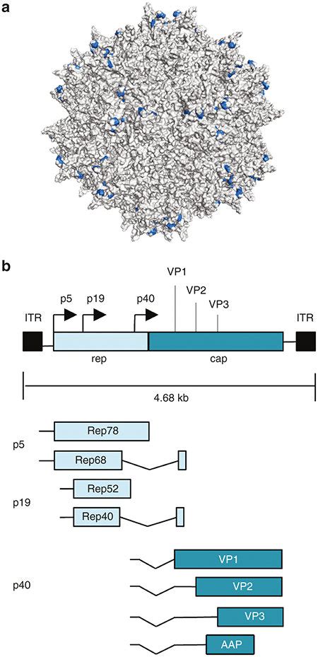 Adeno Associated Virus Aav Structure And Genome Organization A
