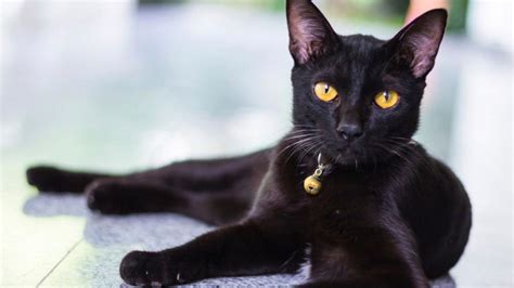 rueyada siyah yada beyaz kedi goermek neye isarettir rueyada kedi goermek