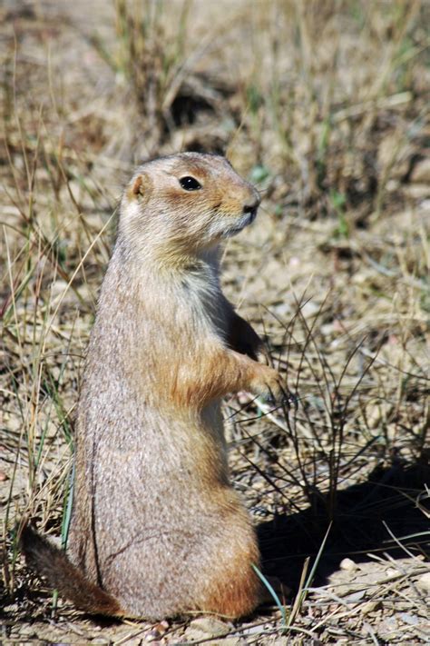 plague riddled prairie dogs  model  infectious disease spread