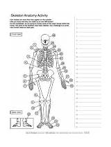 Anatomy Skeleton Coloring Human Activity Worksheet Asu Askabiologist Pages Ask Biologist Edu Kids Pdf Color Skeletal Worksheets Activities Brain Biology sketch template