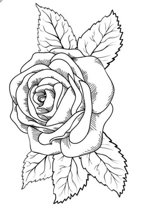 pin  gavrilov daniil igorevich  tams floral drawing rose coloring