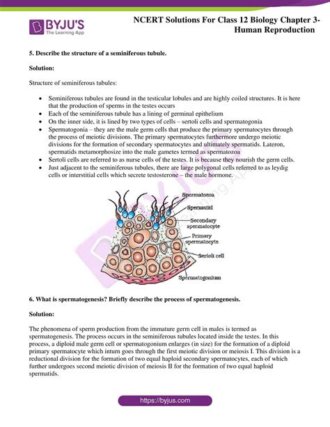 ncert solutions class 12 biology chapter 3 human reproduction
