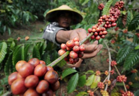 wonogiri   cultivating tourism  coffee villages news