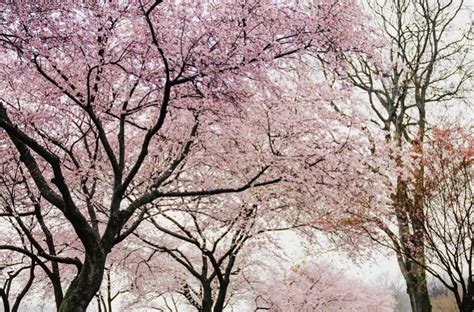 beautiful but fleeting the cherry blossoms of japan