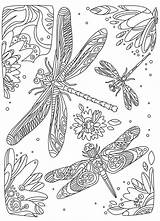 Dragonfly Dragonflies sketch template