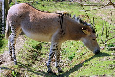 zebra  donkey hybrid groombridge place  april  zoochat