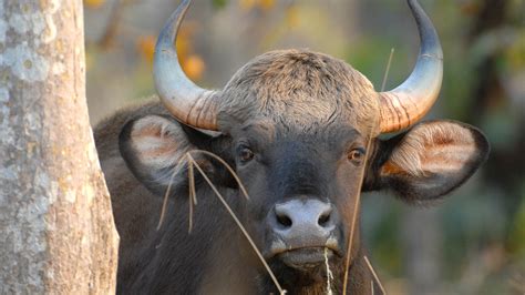 gaur relocation  india care   wildlife andbeyond