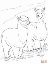 Alpaca Alpacas Alpakas Ausmalbild Alpaka Supercoloring Ausmalen Ausdrucken Zwei Vollem Fell Llama Peludas sketch template