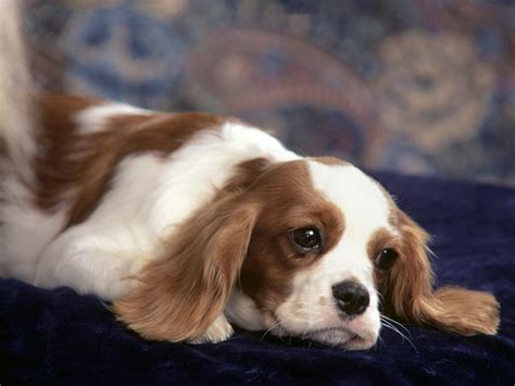 cute puppy dogs king charles spaniel puppies