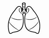 Pulmones Lungs Polmoni Pintar Pulmons Umano Humano Anatomia Dibuix Acolore Dibuixos Utente Registered Registrato Humana Acessar sketch template