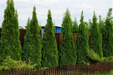plant  privacy hedge arbor day blog