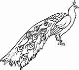 Sketsa Burung Merak Putih Hitam Mewarnai sketch template