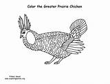 Prairie Chicken Coloring Greater Sponsors Wonderful Support Please sketch template