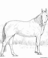 Coloring Mare Warmblood Pages Printable Horse sketch template