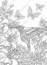 Hummingbird Printable Birds Hummingbirds Hibiscus Drawings Colouring Freehand Nectar Zentangle sketch template