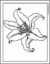 Easter Lily Coloring sketch template