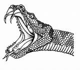 Cobra Anaconda Drawing Zeichnung Anacondas Schlange Drawings Disegni Colorare Getdrawings Reptiles Outline Coloriages Coloringhome Lenda Cobras Schlangen Bunte Zeichnen Skizzen sketch template