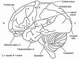 Cerebellum Brain sketch template