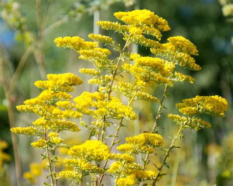 time kentucky   poor reputation goldenrod