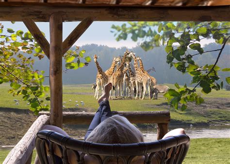bijzondere overnachting safaripark resort de beekse bergen hilvarenbeek brabant