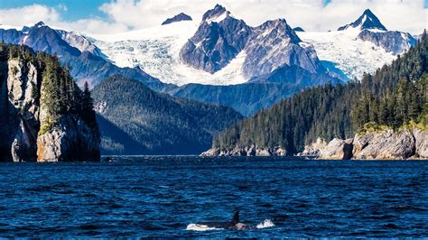 Orca Wildlife Wild Alaska Live