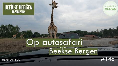 beekse bergen autosafari giraffe wast onze auto  youtube